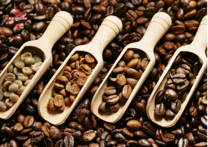Lớp rang xay cà phê chuyên sâu (roasting-professional) | Khóa đào tạo rang xay cà phê (roasting and grinding)