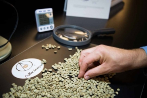 Lớp nhân xanh cơ bản (green coffee - basic) | Khóa đào tạo phân tích nhân xanh (green coffee analysis)