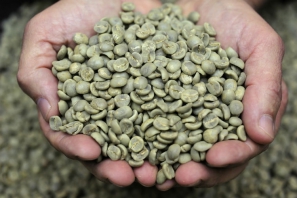 Lớp nhân xanh chuyên sâu (green coffee - professional) | Khóa đào tạo phân tích nhân xanh (green coffee analysis)